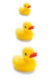 DucksInARow.jpg (29934 bytes)