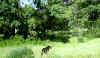 Bidwell Park, Chico California