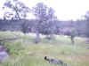 Bidwell Park, Chico California -IMG_0004.JPG (93521 bytes)