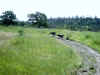 Bidwell Park, Chico California IMG_0002.JPG (118442 bytes)