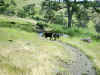Bidwell Park, Chico California IMG_0008.JPG (144566 bytes)