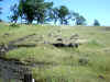 Bidwell Park, Chico California IMG_0014.JPG (138656 bytes)