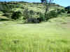 Bidwell Park, Chico California IMG_0004.JPG (129755 bytes)