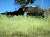 Bidwell Park, Chico California IMG_0008.JPG (164005 bytes)