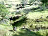 Bidwell Park, Chico California IMG_0012.JPG (164569 bytes)