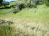 Bidwell Park, Chico California IMG_0015.JPG (150561 bytes)