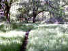Bidwell Park, Chico California IMG_0021.JPG (174938 bytes)