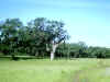 Bidwell Park, Chico California IMG_0023.JPG (105035 bytes)