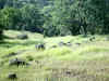Bidwell Park, Chico California, IMG_0006.JPG (157291 bytes)