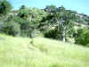 Bidwell Park, Chico California, IMG_0011.JPG (149510 bytes)
