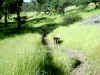 Bidwell Park, Chico California, IMG_0014.JPG (151998 bytes)