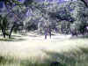 Bidwell Park, Chico California, IMG_0016.JPG (178525 bytes)