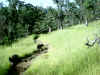 Bidwell Park, Chico California, IMG_0017.JPG (162931 bytes)