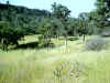 Bidwell Park, Chico California, IMG_0021.JPG (144028 bytes)