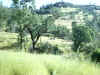 Bidwell Park, Chico California IMG_0001.JPG (128191 bytes)