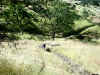 Bidwell Park, Chico California IMG_0009.JPG (172184 bytes)