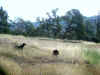 Bidwell Park, Chico California IMG_0009.JPG (172184 bytes)