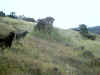 Bidwell Park, Chico California IMG_0009.JPG (172184 bytes)