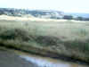 Bidwell Park, Chico California IMG_0001.JPG (128191 bytes)