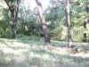 Bidwell Park, Chico California IMG_0009.JPG (172184 bytes)