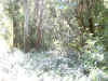 Bidwell Park, Chico California IMG_0009.JPG (172184 bytes)