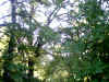 Bidwell Park, Chico California IMG_0001.JPG (128191 bytes)