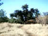 Bidwell Park, Chico California IMG_0001.JPG (128191 bytes)