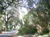 Bidwell Park, Chico California IMG_0001.JPG (128191 bytes)