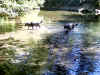 Bidwell Park, Chico California IMG_0001.JPG (128191 bytes)