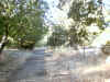 Bidwell Park, Chico California IMG_0001.JPG (128191 bytes)