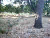 IMG_0005.JPG (138502 bytes)
