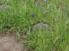 P03_small.JPG (59256 bytes)