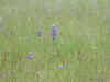 P06_small.JPG (45126 bytes)