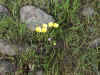 Bidwell Park, Chico California IMG_0001.JPG (128191 bytes)