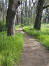 Bidwell Park, Chico California IMG_0001.JPG (128191 bytes)