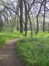 Bidwell Park, Chico California IMG_0001.JPG (128191 bytes)