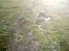 Upper Bidwell Park, Chico California