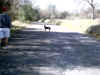 Upper Bidwell Park, Chico California