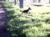 Upper Bidwell Park, Chico California