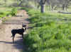 Upper Bidwell Park, Chico California