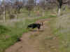 Upper Bidwell Park 03.09.09