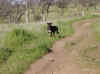 Upper Bidwell Park, Chico California