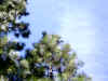IMG_0010.JPG (125535 bytes)