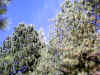 IMG_0011.JPG (160205 bytes)