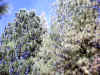 IMG_0012.JPG (183572 bytes)
