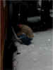 amDSCN1341_small.JPG (10565 bytes)