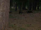HPIM0235_small.jpg (39093 bytes)