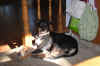 DSC_0006_small.jpg (32472 bytes)