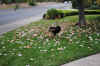 DSC_0012_small.jpg (46848 bytes)