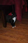 DSC_0057_small.jpg (48747 bytes)